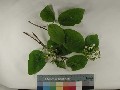 Port_Viburnum lantana_2.jpg